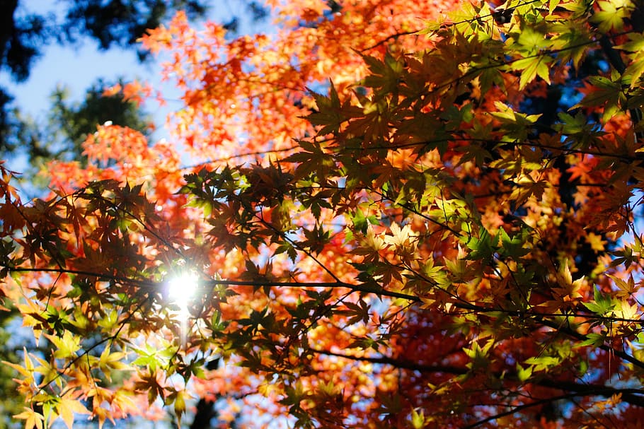 autumn, leaves, tree, sun, leaf, autumn leaves, fall leaves HD wallpaper