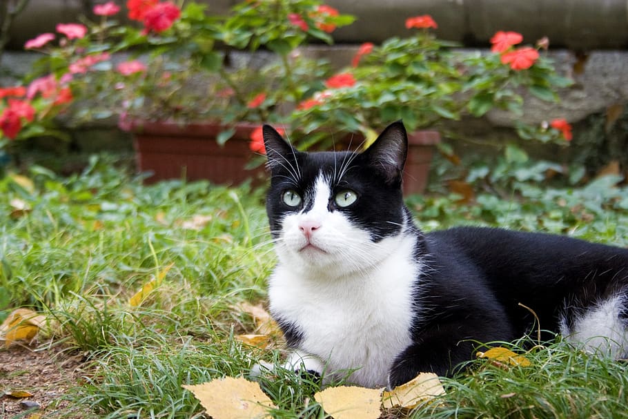 cat, cute, nature, pets, animal themes, domestic, one animal HD wallpaper