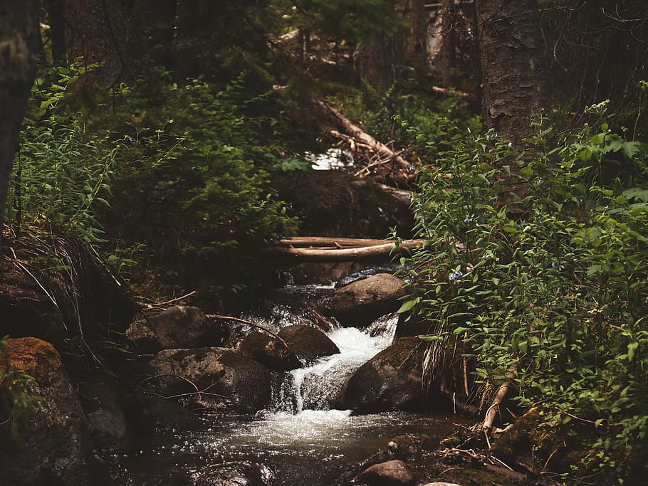 green plants beside river, outdoors, stream, creek, forest, nature HD wallpaper