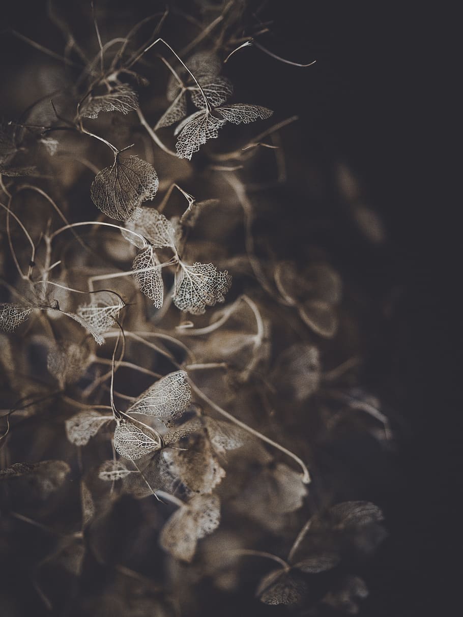 brown plant, dry, nature, close-up, no people, selective focus HD wallpaper