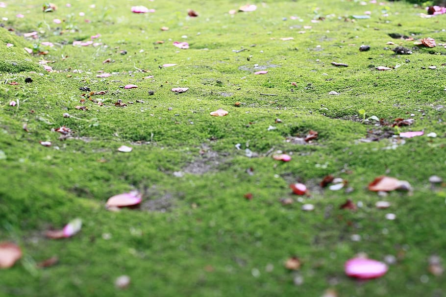 grass, green, leaf, detail, plant, green color, selective focus HD wallpaper