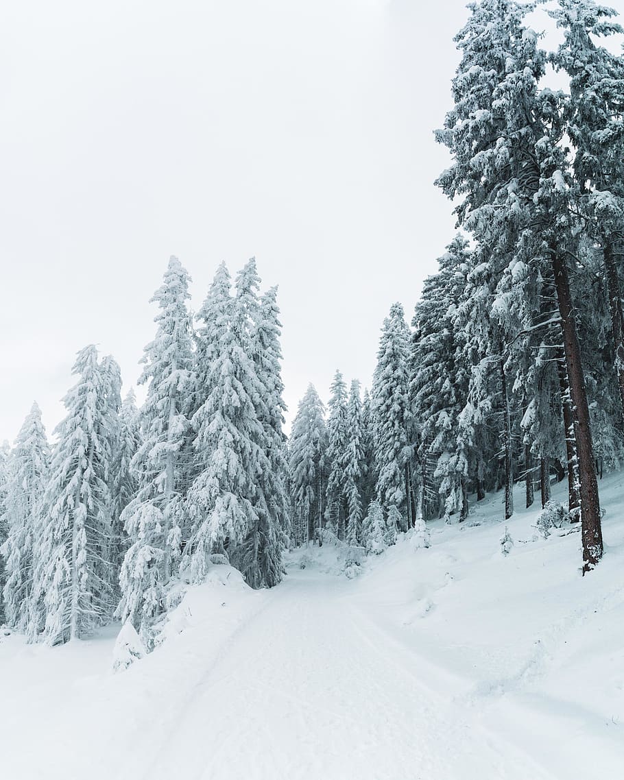 pine trees covered with snow, cold temperature, winter, plant HD wallpaper