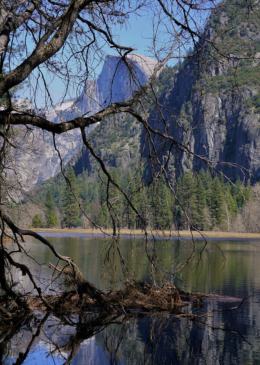 withered tree beside lake, plant, nature, water, outdoors, fir HD wallpaper