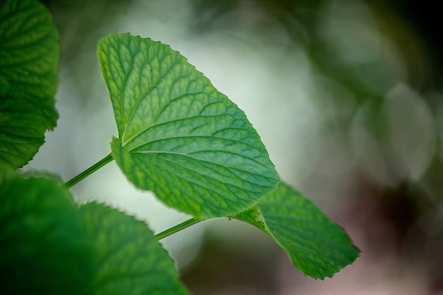 leaves, leaf, bokeh, nature, plant, natural, texture, plant part HD wallpaper