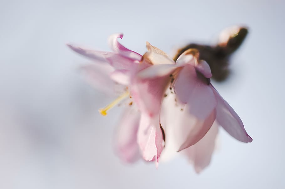 cherry, spring, blossom, pink, white, background, blooming HD wallpaper