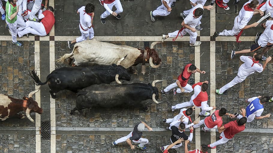 Bird's Eye View Photography of Bull Surrounded With Men, action, HD wallpaper