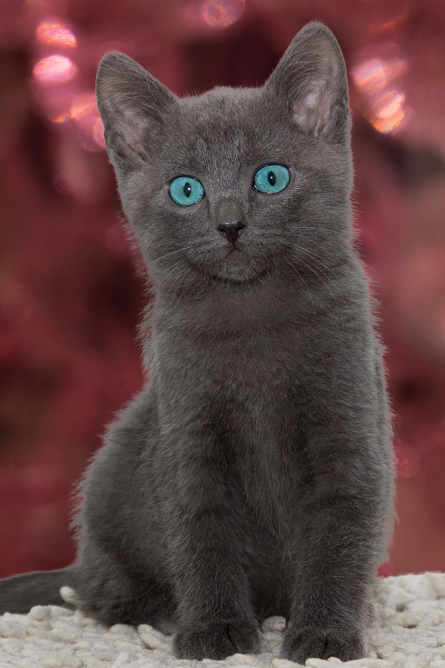 cat, small, young, grey, kitten, cute, pet, charming, sweet HD wallpaper