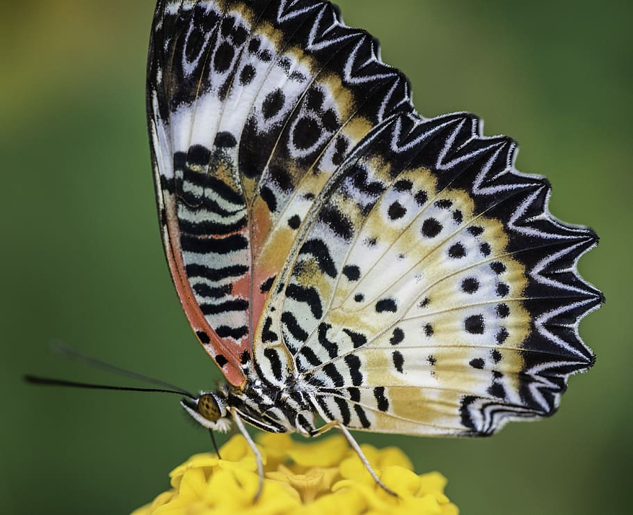 butterfly, wings, insect, bug, beautiful, animal wildlife, animal themes HD wallpaper