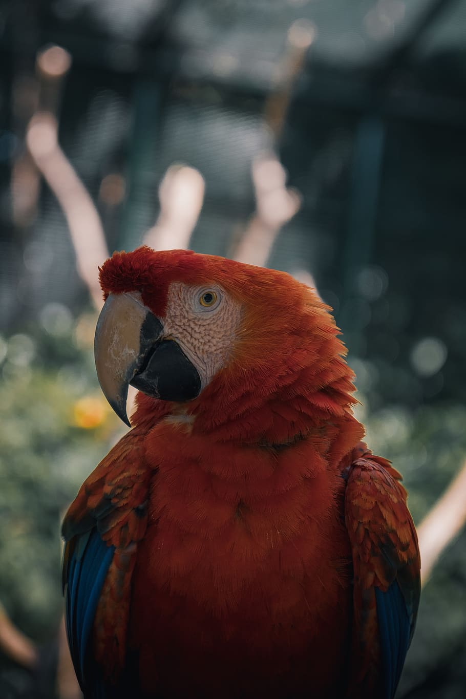 scarlet macaw, bird, animal themes, vertebrate, one animal, parrot HD wallpaper
