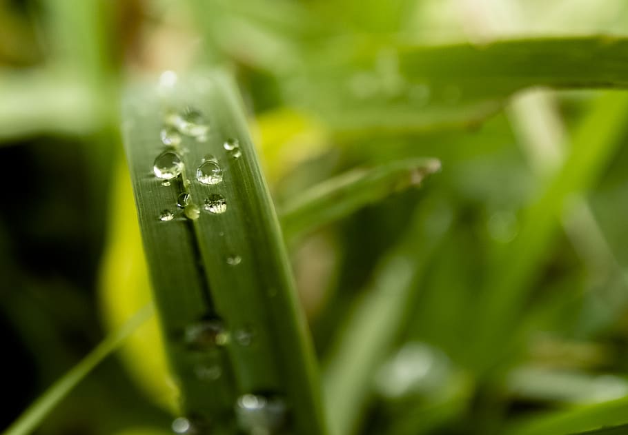 iran, maku, drop, plant, green color, water, blade of grass HD wallpaper