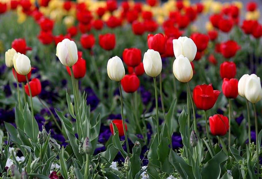 tulips, red, white, coloring, flower, plant, supplies, spring HD wallpaper