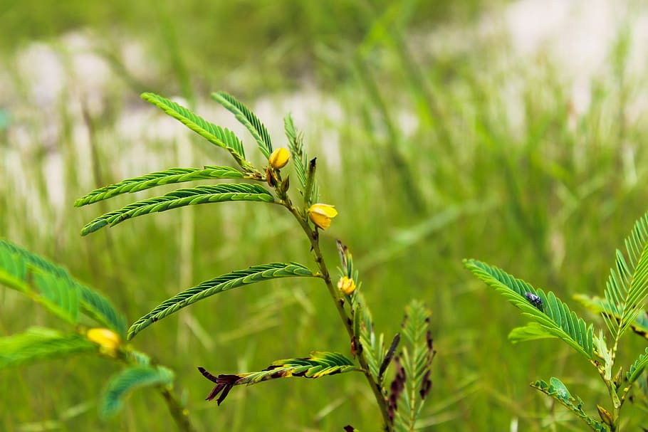 grass, plant, leaf, vegetation, lawn, green, tree, animal, flower HD wallpaper