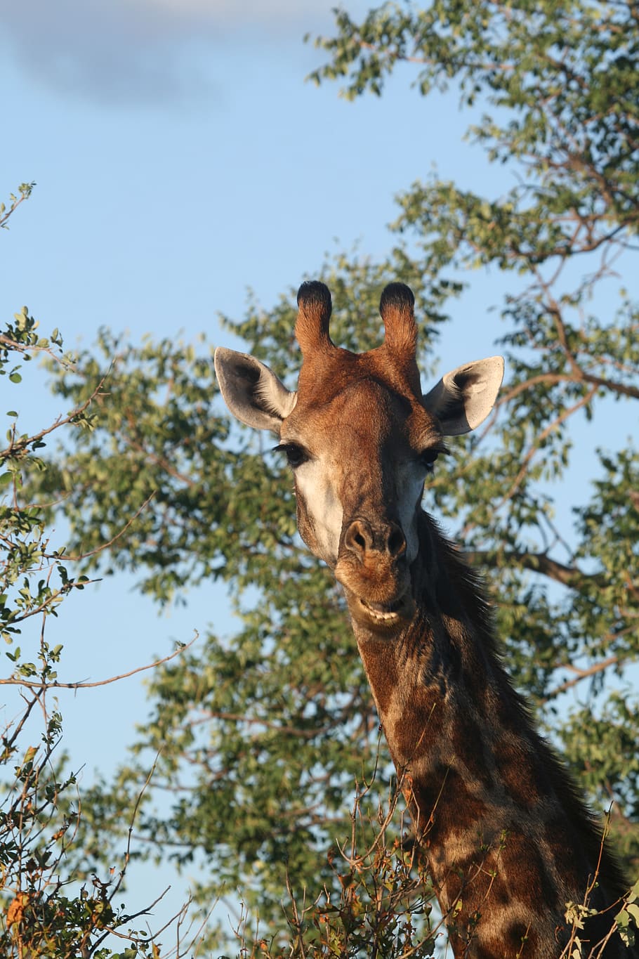giraffe near tree during daytime, animal, animal themes, one animal HD wallpaper
