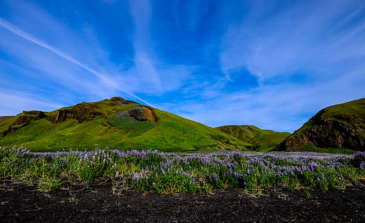 mountain covered with grass during daytime, blossom, flower, lupin HD wallpaper