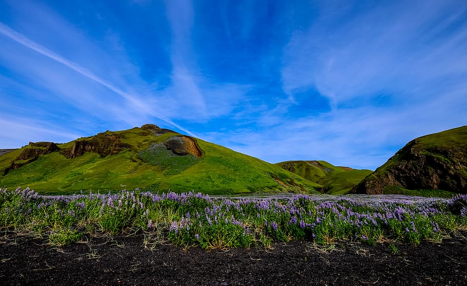 mountain covered with grass during daytime, blossom, flower, lupin HD wallpaper