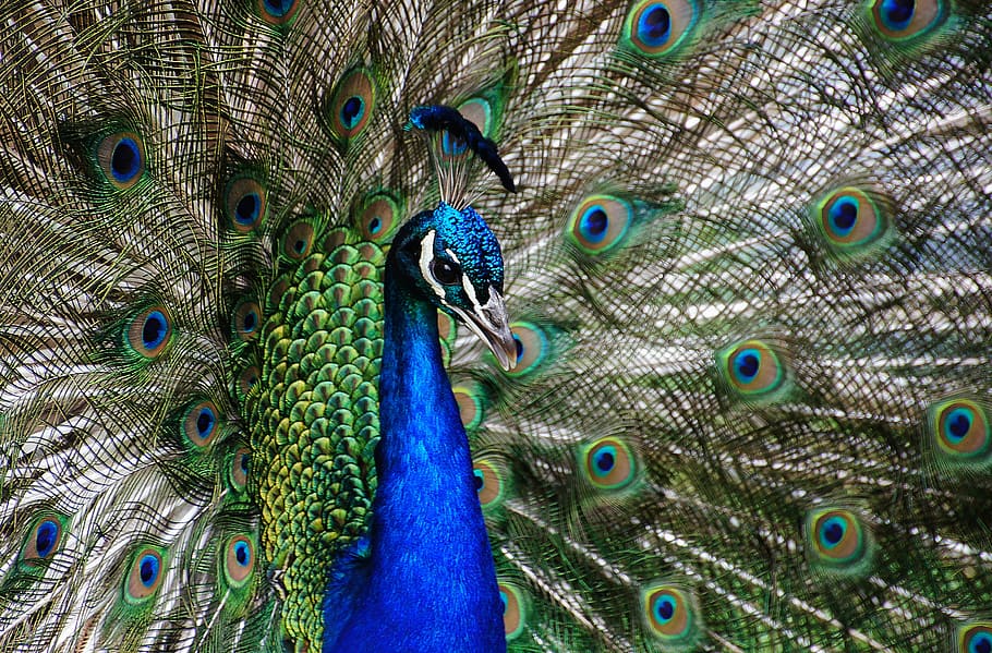 peacock, close up, plumage, bird, head, tail, peafowl, fantail HD wallpaper