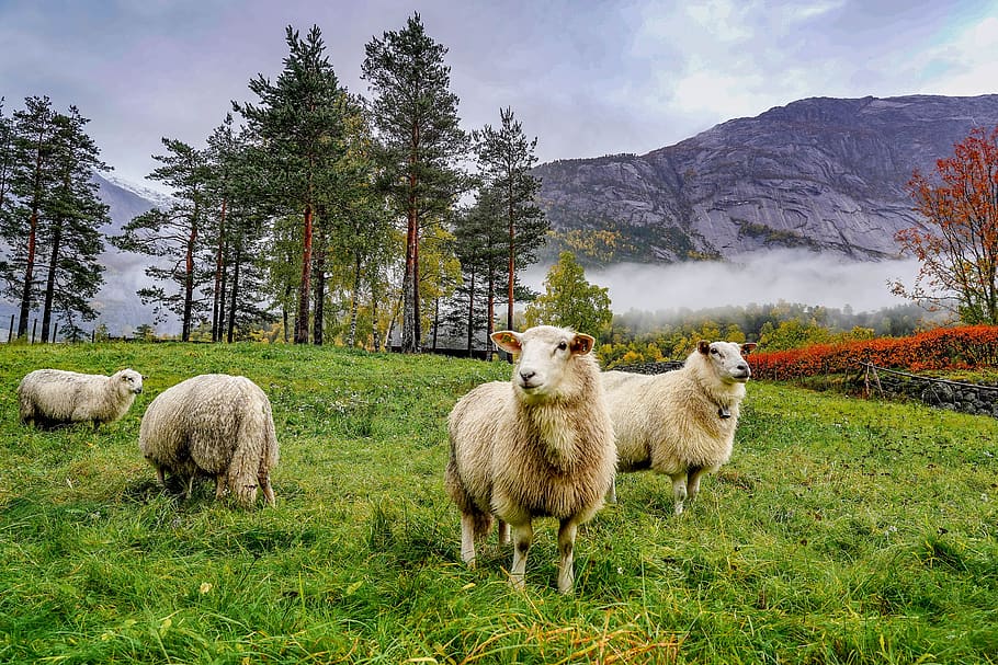 sheep, mountains, norway, landscape, rock, wool, animal world