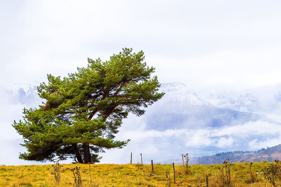 tree, wind, nature, landscape, sky, prairie, autumn, weather HD wallpaper