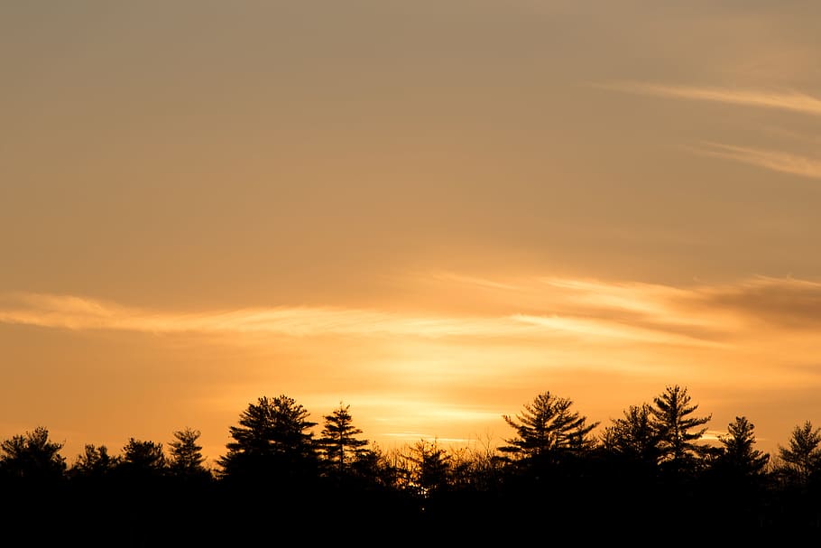 Silhouette Trees During Dusk, afterglow, backlit, clouds, dawn HD wallpaper