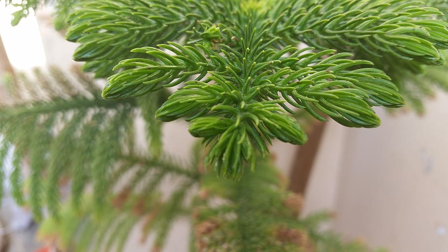 brand, simple tree, latest tree, new, new tree, green color HD wallpaper