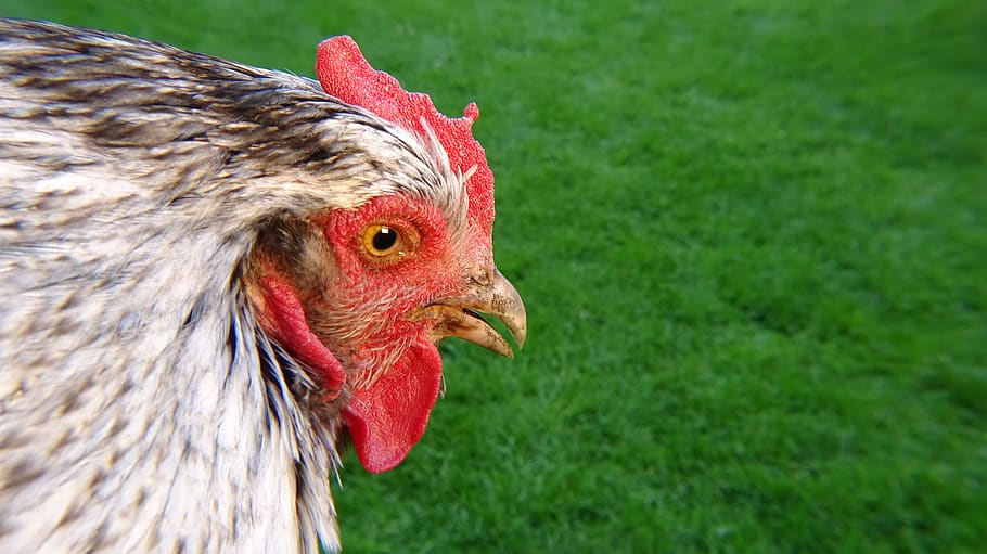 chicken, green, nature, grass, bird, animal, poultry, feather HD wallpaper