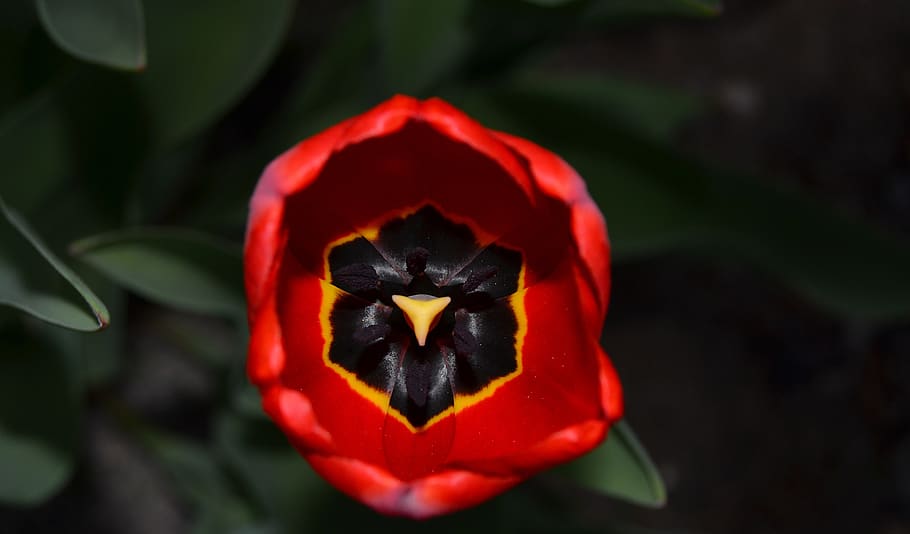 tulip, flower, spring, garden, red tulip, blossom, flowering plant HD wallpaper