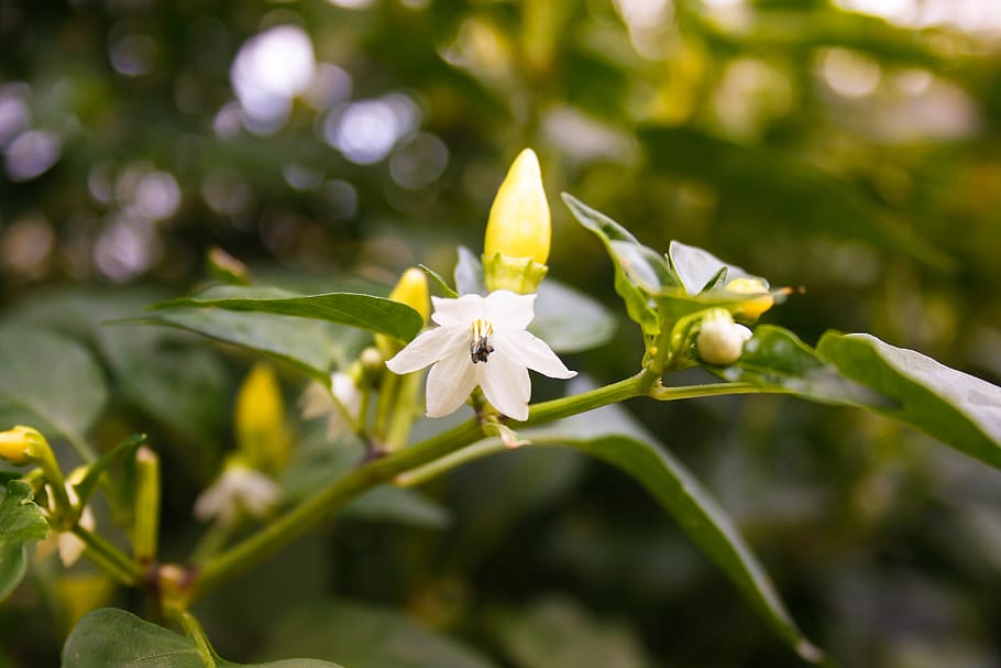 flower, pepper, plant, flowering plant, growth, freshness, fragility HD wallpaper