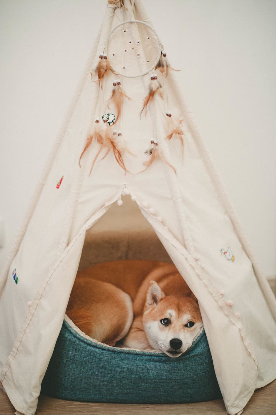 Photo of Dog Lying on Bed, animal, animal photography, canidae, HD wallpaper
