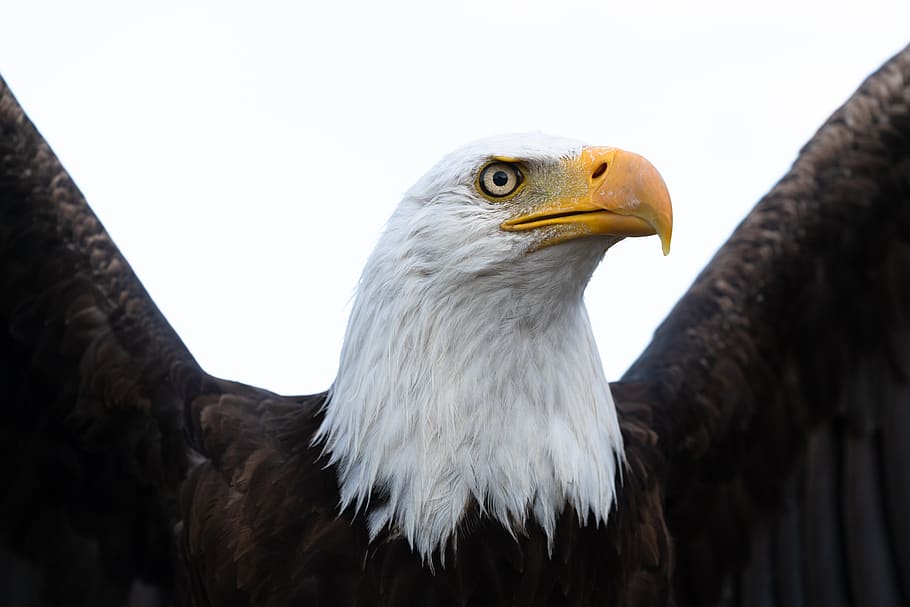 bird, eagle, bald eagle, close, head, canada, alberta, beak HD wallpaper