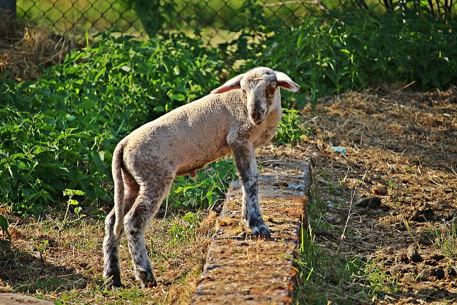 sheep, lamb, wool, animal, nature, meadow, grass, agriculture HD wallpaper