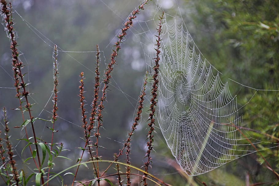 morgentau, cobweb, meadow, dewdrop, drip, cobwebs, nature, beaded HD wallpaper