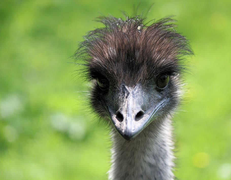 the ostrich, head, bird, fluff, eyes, beak, portrait, curious, HD wallpaper