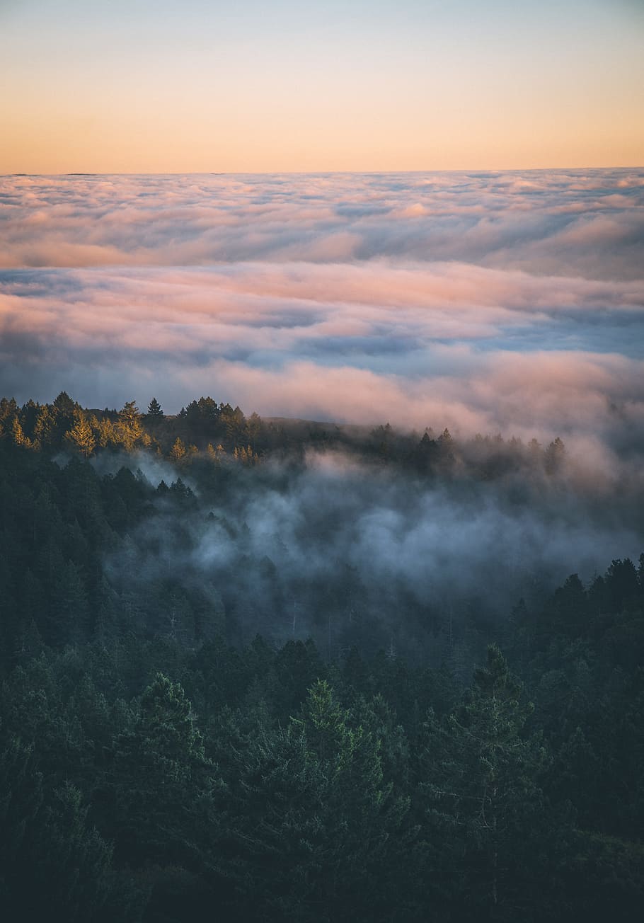 mountain covered with fog, forest, landscape, cloudscape, tree HD wallpaper