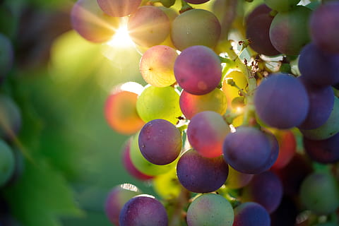grapes, sun, sunbeam, fruit, vines, rebstock, wine, sugar, fructose HD wallpaper