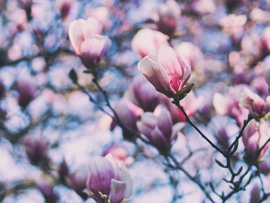 flower, pink, bloom, nature, plant, bokeh, blur, tree, flowering plant HD wallpaper