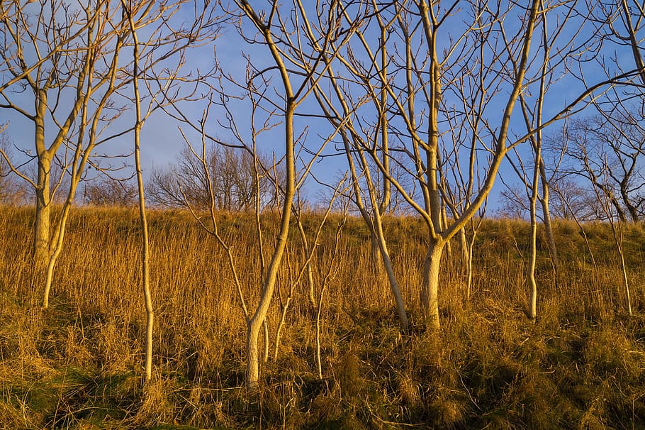 tree, sunset, yellow, grass, plant, land, tranquility, sky HD wallpaper
