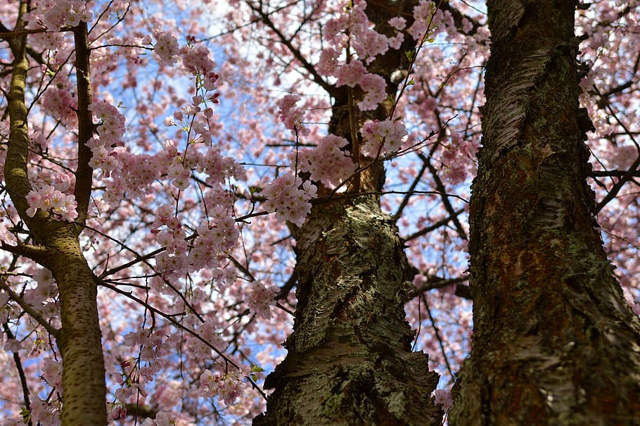 blossoms, vibrant, colourful, trees, spring, canada, plant HD wallpaper