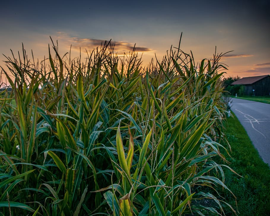 cornfield, abendstimmung, summer, nature, agriculture, rural HD wallpaper