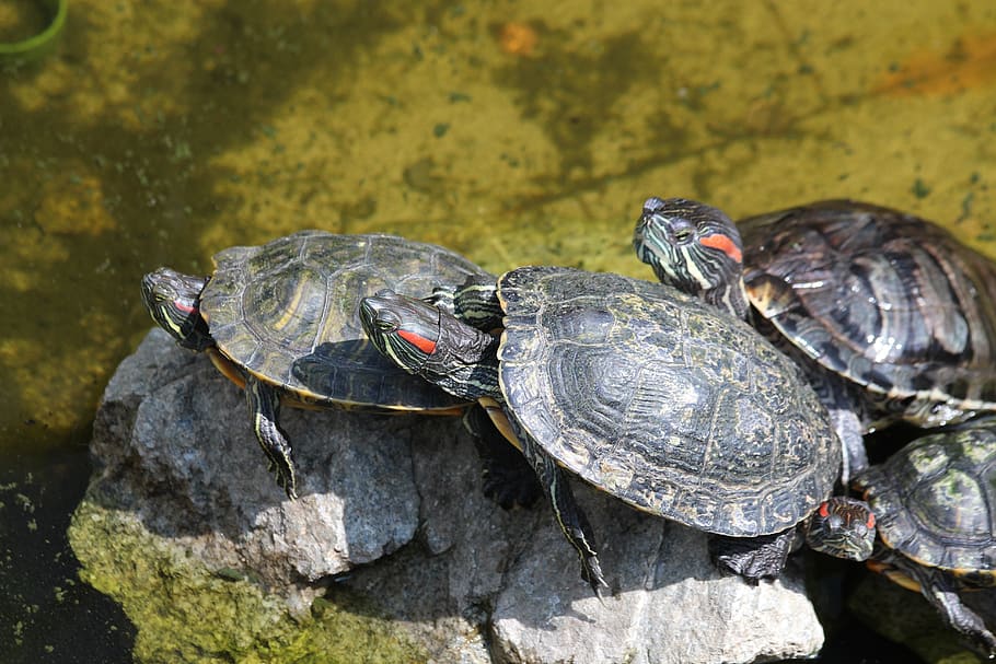 turtle, the red-eared terrapins, nature, animals, living nature, HD wallpaper