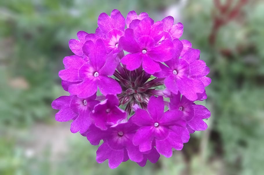 verbena, purple, mature, blossom, sejong city, flowering plant