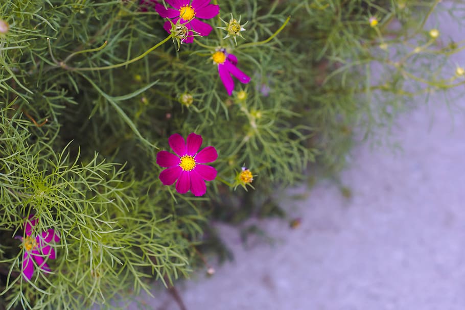 flower, color, simple, discover, explore, moody, moody flower HD wallpaper