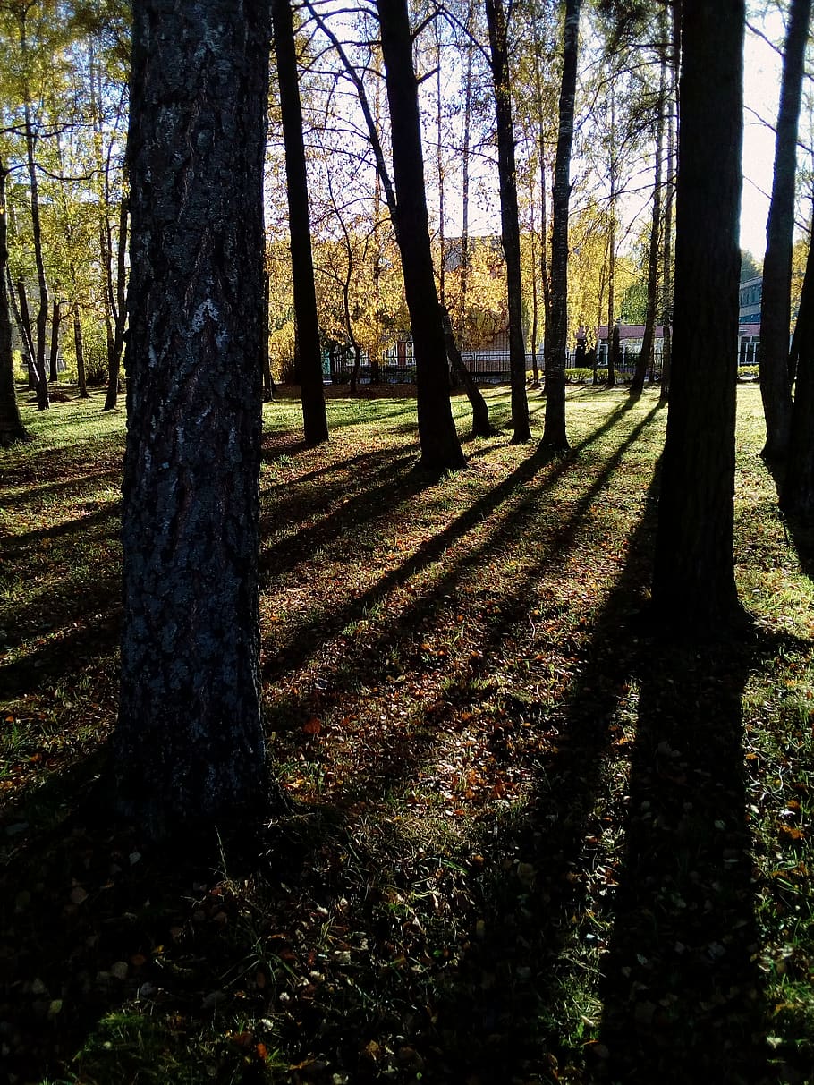 plant, tree, ground, tree trunk, flare, light, sunlight, redwood HD wallpaper
