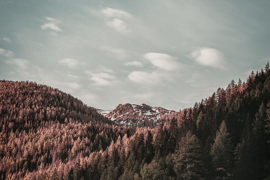 Brown Leafed Trees on Top of Mountain, cold, conifer, dawn, desktop wallpaper HD wallpaper