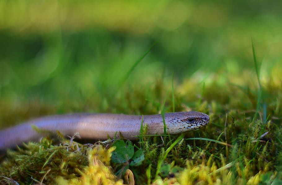 slow worm, lizard, close up, garden, nature, one animal, grass HD wallpaper
