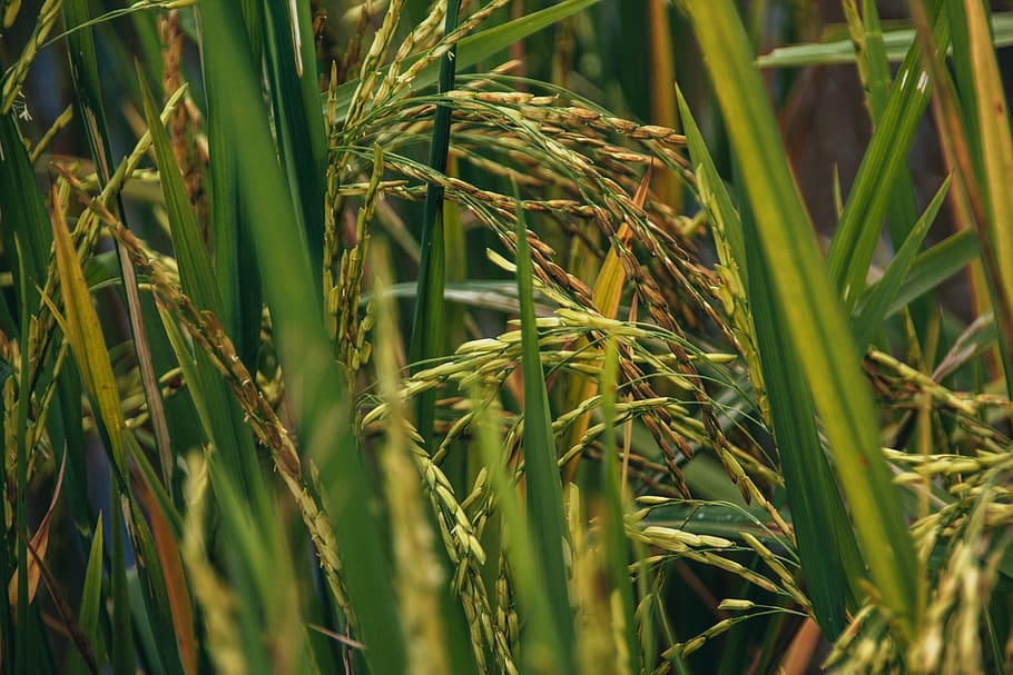 paddy, rice, food, plant, growth, green color, agriculture HD wallpaper