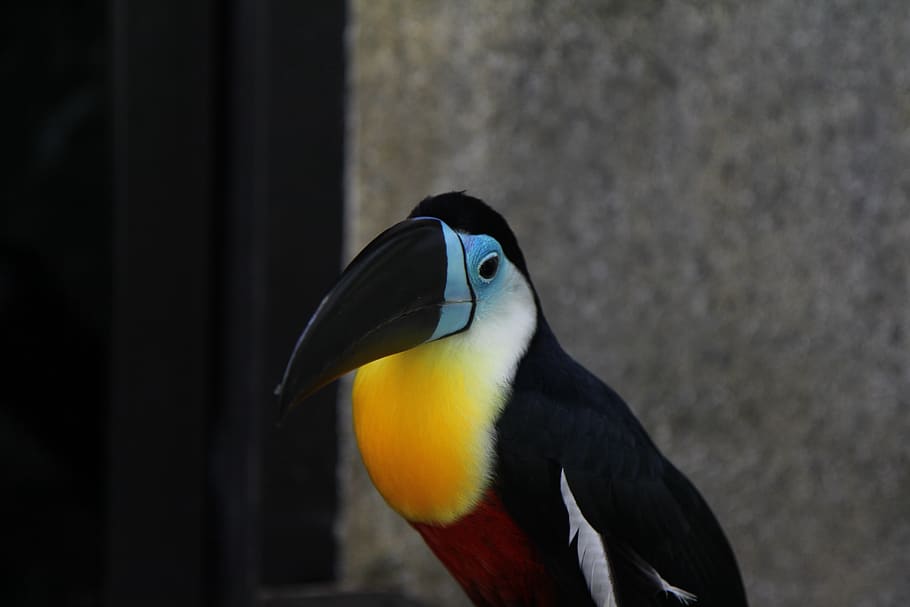 black and yellow bird, toucan, animal, animal themes, animal wildlife HD wallpaper