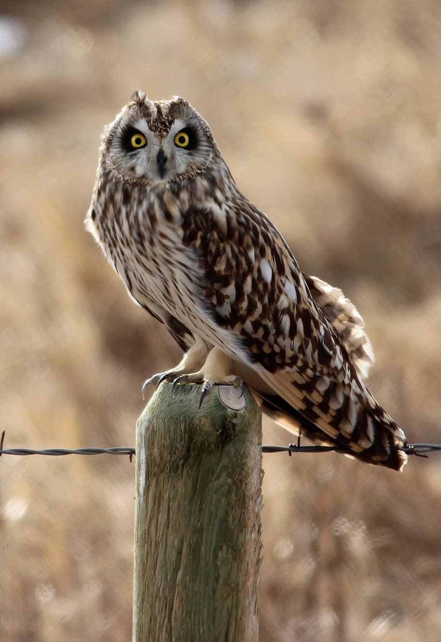 owl, short, ear, bird, animal, wild, nature, animal themes HD wallpaper