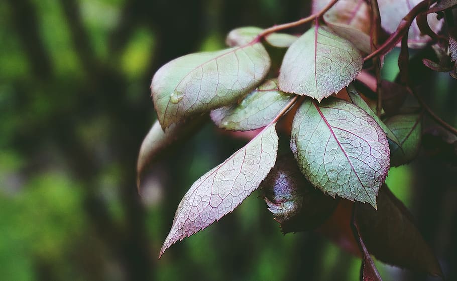 Green-leafed Plant, agriculture, branch, bright, close-up, color HD wallpaper