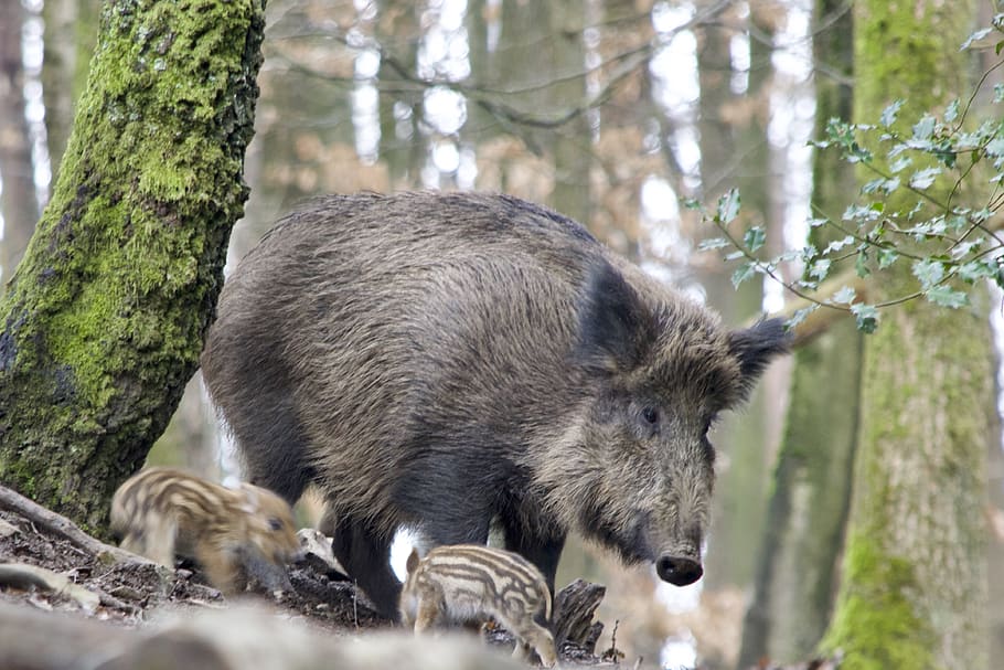 boar, bache, launchy, nature, animal world, mammal, forest animals HD wallpaper