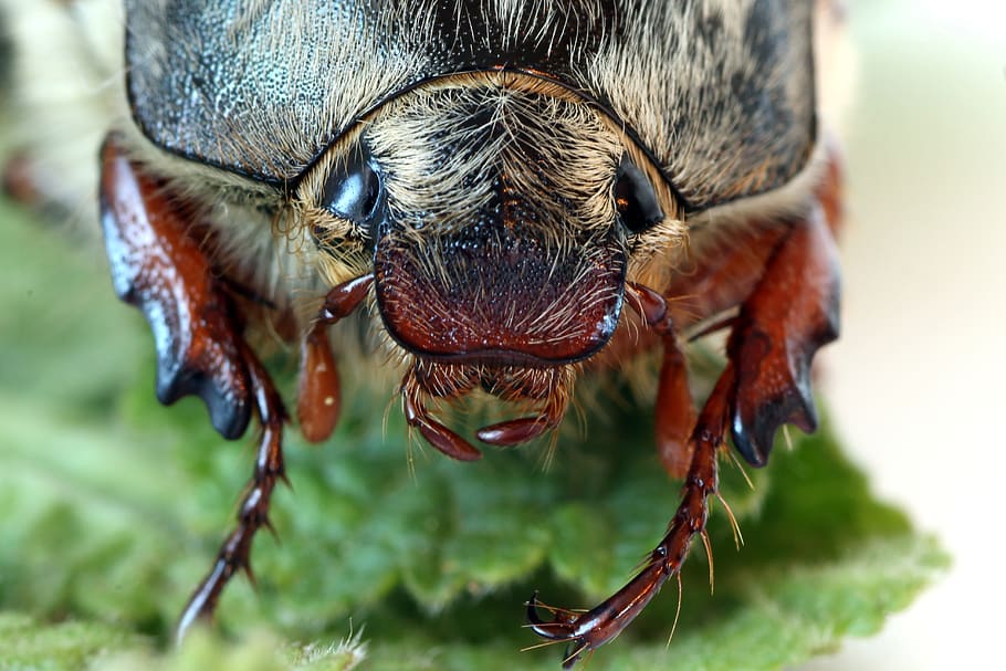 maikäfer, close up, insect, beetle, may, nature, animal, spring HD wallpaper